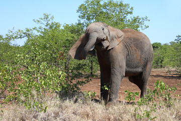 Afrikanischer Elefant / African elephant / Loxodonta africana..