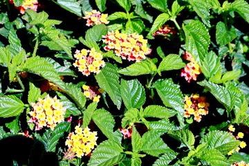 Walking tour of Haifa, Israel.