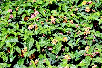 Walking tour of Haifa, Israel.