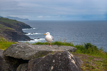 Fototapeta premium Möwe an der Küste auf der Dingle Halbinsel / Irland