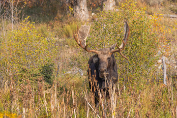 Bull Moose in Autumn in Grand Teton National Park Wyoming