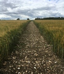 Fototapeta premium Path through field