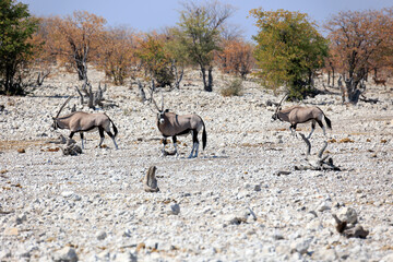 Oryxantilopen