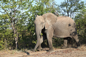 Obraz premium Afrikanischer Elefant / African elephant / Loxodonta africana