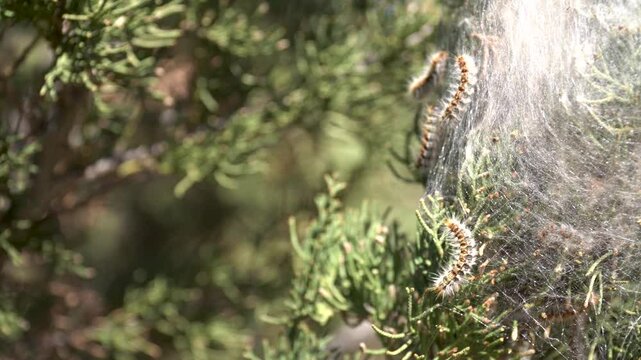  Processionary caterpillars in the nest, in a cypress.