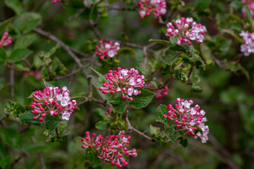 Viburnum bodnantense early spring flowering shrub, group of pink white flowers and buds in bloom with green leaves