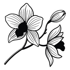 Obraz premium Timeless Orchid: A Monochrome Botanical Masterpiece