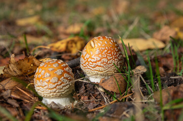 Amanita muscaria, fly agaric, fly amanita, poisonous mushroom in a forest