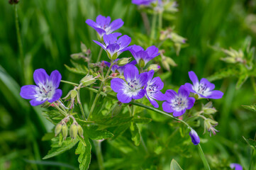 Geranium sylvaticum blue white flowering european plant, group of wood cranesbill petal wild flowers in bloom on alpine meadow