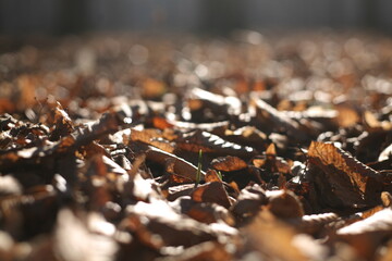 leafs on the ground in the forest