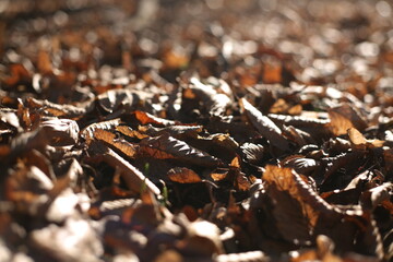 leafs on the ground in the forest