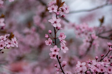 Canadian black plum Prunus nigra light pink flowers in bloom, beautiful flowering ornamental shrub with brown red leaves