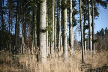 Fototapeta premium Nohemian forest 