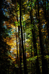 Silhouettes of trees in a forest in autumn with sunshine 