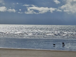 Person walking dog on a shimmering beach