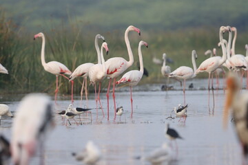 This breathtaking image captures a flamingo in its natural habitat at Bhigwan, Maharashtra, a renowned birdwatching destination. With its elegant long legs, curved neck, and striking pink feathers