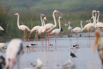 This breathtaking image captures a flamingo in its natural habitat at Bhigwan, Maharashtra, a renowned birdwatching destination. With its elegant long legs, curved neck, and striking pink feathers