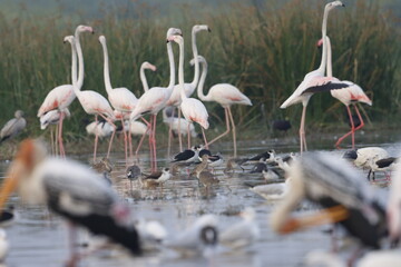 This breathtaking image captures a flamingo in its natural habitat at Bhigwan, Maharashtra, a...