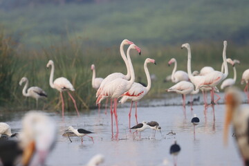 This breathtaking image captures a flamingo in its natural habitat at Bhigwan, Maharashtra, a...