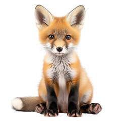 Obraz premium Red fox kit posed on Transparent background in studio lighting