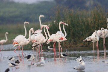 This breathtaking image captures a flamingo in its natural habitat at Bhigwan, Maharashtra, a renowned birdwatching destination. With its elegant long legs, curved neck, and striking pink feathers