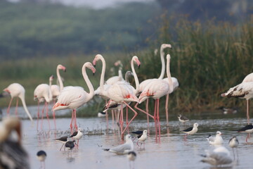 This breathtaking image captures a flamingo in its natural habitat at Bhigwan, Maharashtra, a renowned birdwatching destination. With its elegant long legs, curved neck, and striking pink feathers