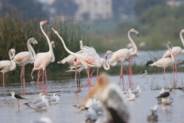 This breathtaking image captures a flamingo in its natural habitat at Bhigwan, Maharashtra, a...
