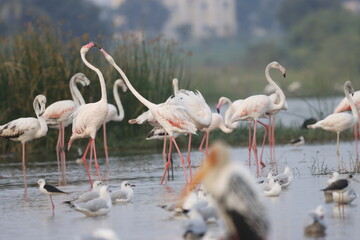 This breathtaking image captures a flamingo in its natural habitat at Bhigwan, Maharashtra, a renowned birdwatching destination. With its elegant long legs, curved neck, and striking pink feathers