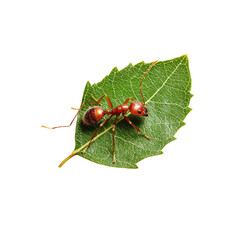 Vibrant red ant with green leaf on white background