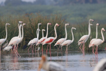 This breathtaking image captures a flamingo in its natural habitat at Bhigwan, Maharashtra, a renowned birdwatching destination. With its elegant long legs, curved neck, and striking pink feathers