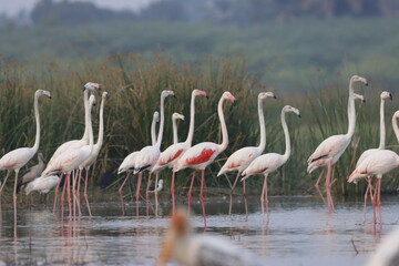 This breathtaking image captures a flamingo in its natural habitat at Bhigwan, Maharashtra, a renowned birdwatching destination. With its elegant long legs, curved neck, and striking pink feathers