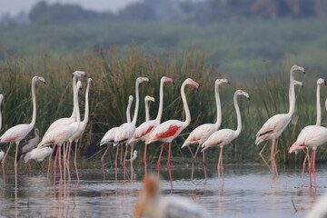 This breathtaking image captures a flamingo in its natural habitat at Bhigwan, Maharashtra, a renowned birdwatching destination. With its elegant long legs, curved neck, and striking pink feathers