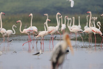 This breathtaking image captures a flamingo in its natural habitat at Bhigwan, Maharashtra, a...