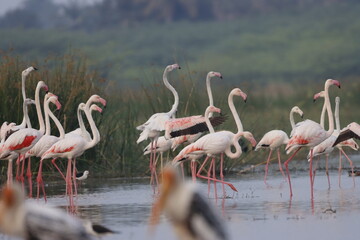 This breathtaking image captures a flamingo in its natural habitat at Bhigwan, Maharashtra, a renowned birdwatching destination. With its elegant long legs, curved neck, and striking pink feathers