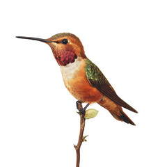 Fototapeta premium Vibrant rufous hummingbird perched showcasing bright plumage