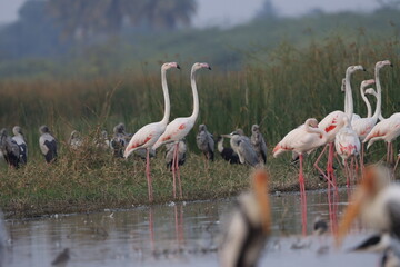 This breathtaking image captures a flamingo in its natural habitat at Bhigwan, Maharashtra, a...