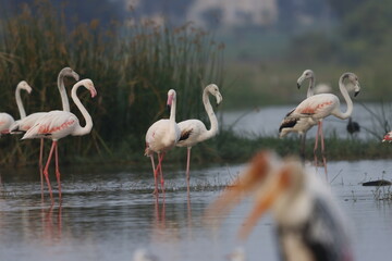 This breathtaking image captures a flamingo in its natural habitat at Bhigwan, Maharashtra, a renowned birdwatching destination. With its elegant long legs, curved neck, and striking pink feathers