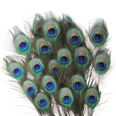 Obraz premium Elevated peacock feather arrangement in jewel tones on Transparent background