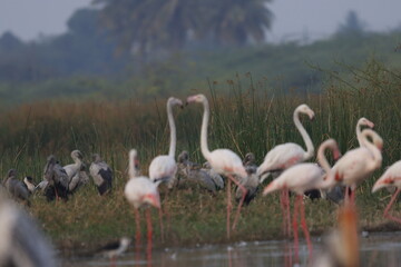 This breathtaking image captures a flamingo in its natural habitat at Bhigwan, Maharashtra, a renowned birdwatching destination. With its elegant long legs, curved neck, and striking pink feathers