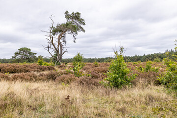 Trees in  a heathfiel in Holland Kootwijk 