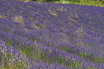 Obraz premium Lavender fields, Provence, France. View of fields with blooming lavender.