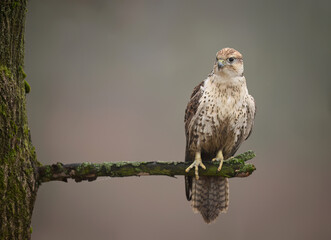 Saker falcon ( falco cherrug ) close up