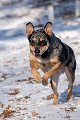 Australian Shepherd running in snow