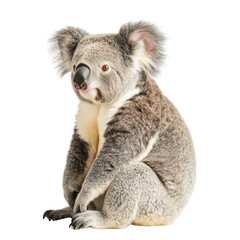Naklejka premium Single koala relaxed groomed closeup on Transparent background