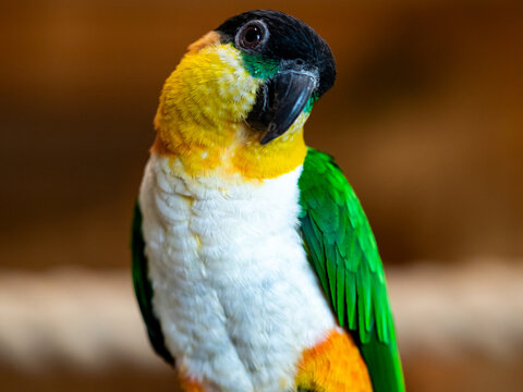 Black-headed Caiques parrot sitting on hand of obscured person.