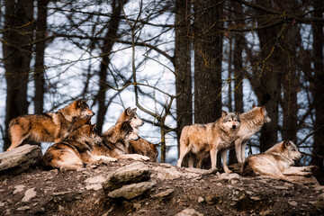 Wolfsrudel im Wald