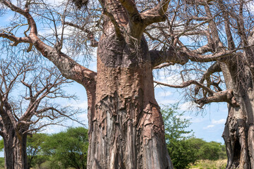 Adansonia is a genus of the Malvaceae family whose members are trees popularly known as baobab,...