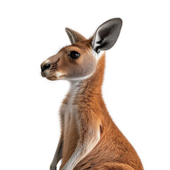 Fototapeta premium Red kangaroo adult portrait showcasing muscles pouch and fur texture