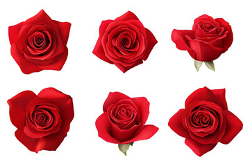 PNG. Red rose blossoms isolated on white background with detailed petals and natural green leaves
