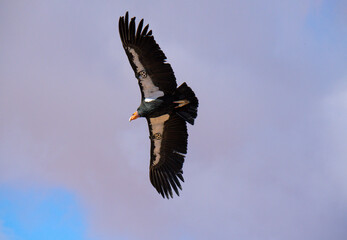 critically endangered California Condors in flight over Arizona high desert habitat